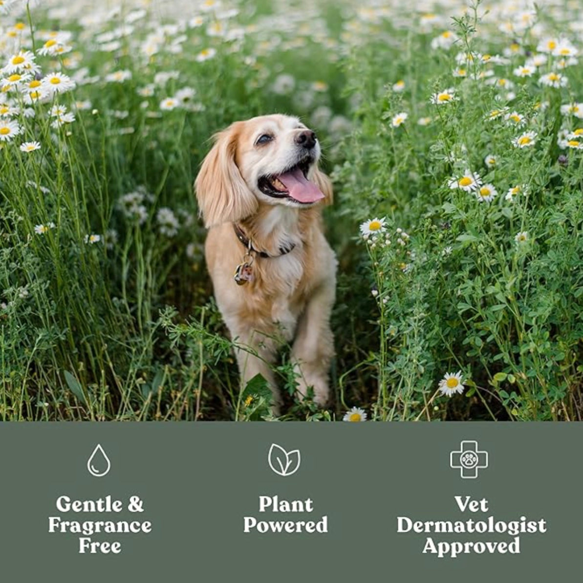 Clean Paws No-Rinse Foaming Cleanser for Dog Paws by DandyLion