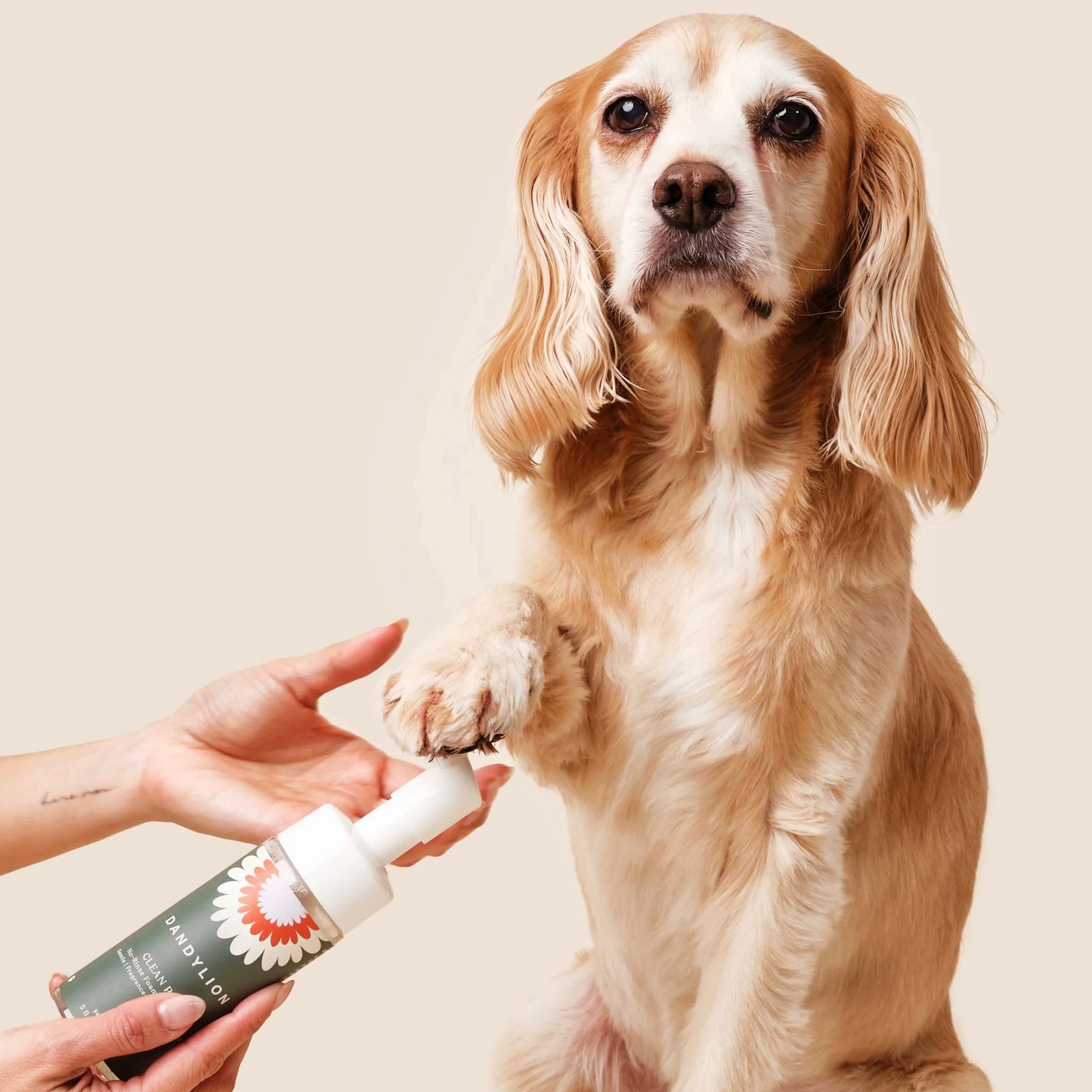 Clean Paws No-Rinse Foaming Cleanser for Dog Paws by DandyLion